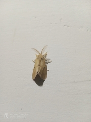 Lymantriinae