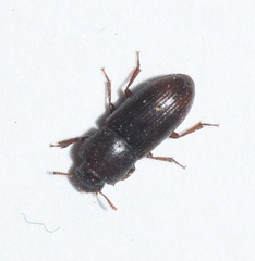 Phtora crenata