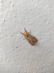 Phaegopterina