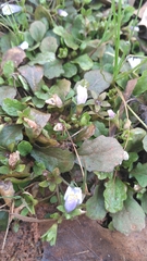 Mazus pumilus