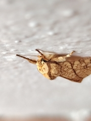 Phaegopterina