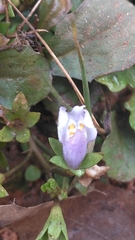 Mazus pumilus