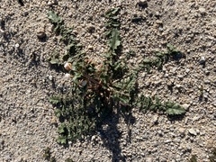 Chylismia claviformis