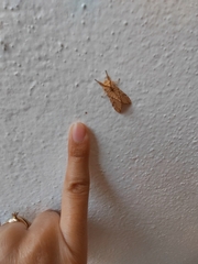 Phaegopterina