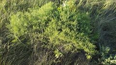 Asparagus pallasii