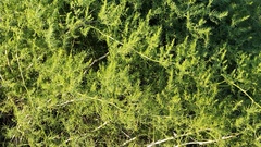 Asparagus pallasii
