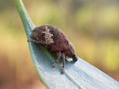 Oxyops fasciatus