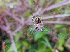 Neoscona orizabensis