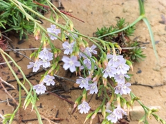 Limonium scabrum