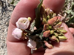 Chylismia claviformis