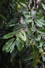 Lecythidaceae