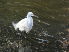 Egretta garzetta