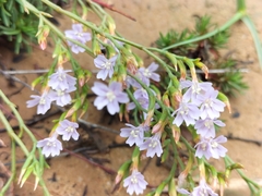 Limonium scabrum