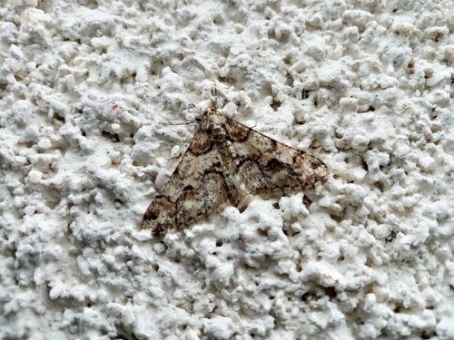 Agriopis leucophaearia