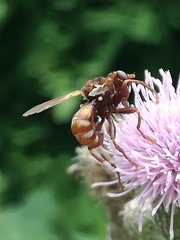 Sicus ferrugineus