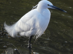 Egretta garzetta