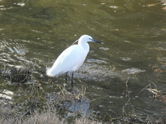 Egretta garzetta
