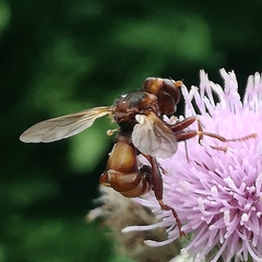 Sicus ferrugineus