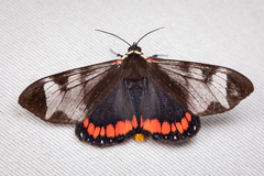 Dysschema leucophaea