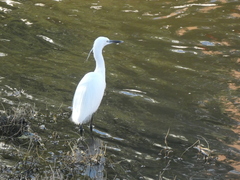 Egretta garzetta