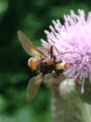 Sicus ferrugineus