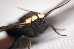 Dysschema leucophaea