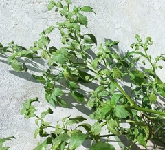 Jaltomata procumbens