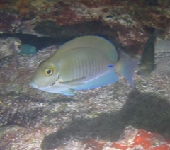 Acanthurus chirurgus