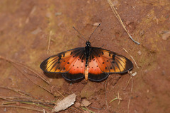 Acraea natalica
