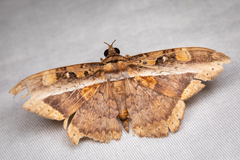 Hemeroblemma opigena