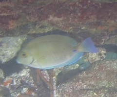 Acanthurus chirurgus
