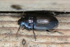 Anisodactylus signatus