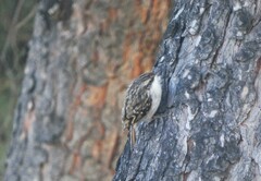 Certhia brachydactyla