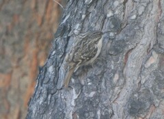 Certhia brachydactyla