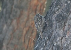 Certhia brachydactyla