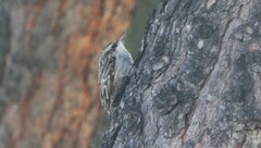 Certhia brachydactyla