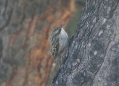 Certhia brachydactyla