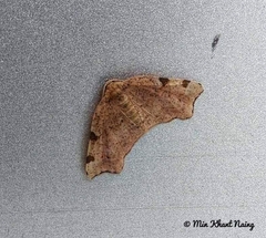 Achrosis rondelaria