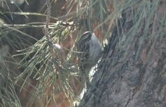 Certhia brachydactyla