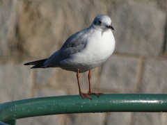 Chroicocephalus ridibundus