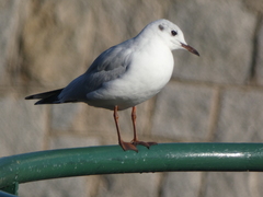 Chroicocephalus ridibundus
