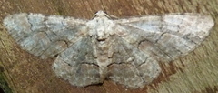 Iridopsis larvaria