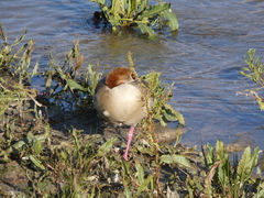 Alopochen aegyptiaca