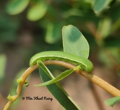 Eurema hecabe