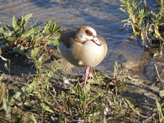 Alopochen aegyptiaca