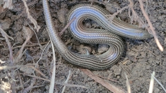 Chalcides striatus
