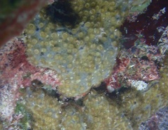 Umimayanthus parasiticus