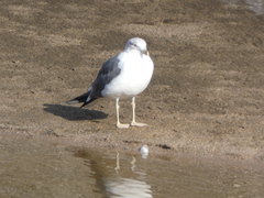 Larus fuscus