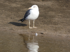 Larus fuscus