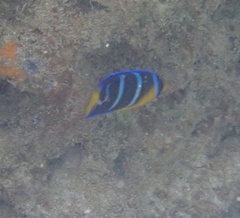 Holacanthus bermudensis